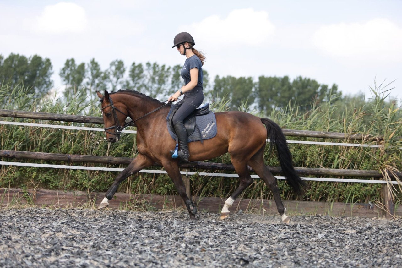 T.K. 5-jarige donkerbruine merrie, v. Rubiquil