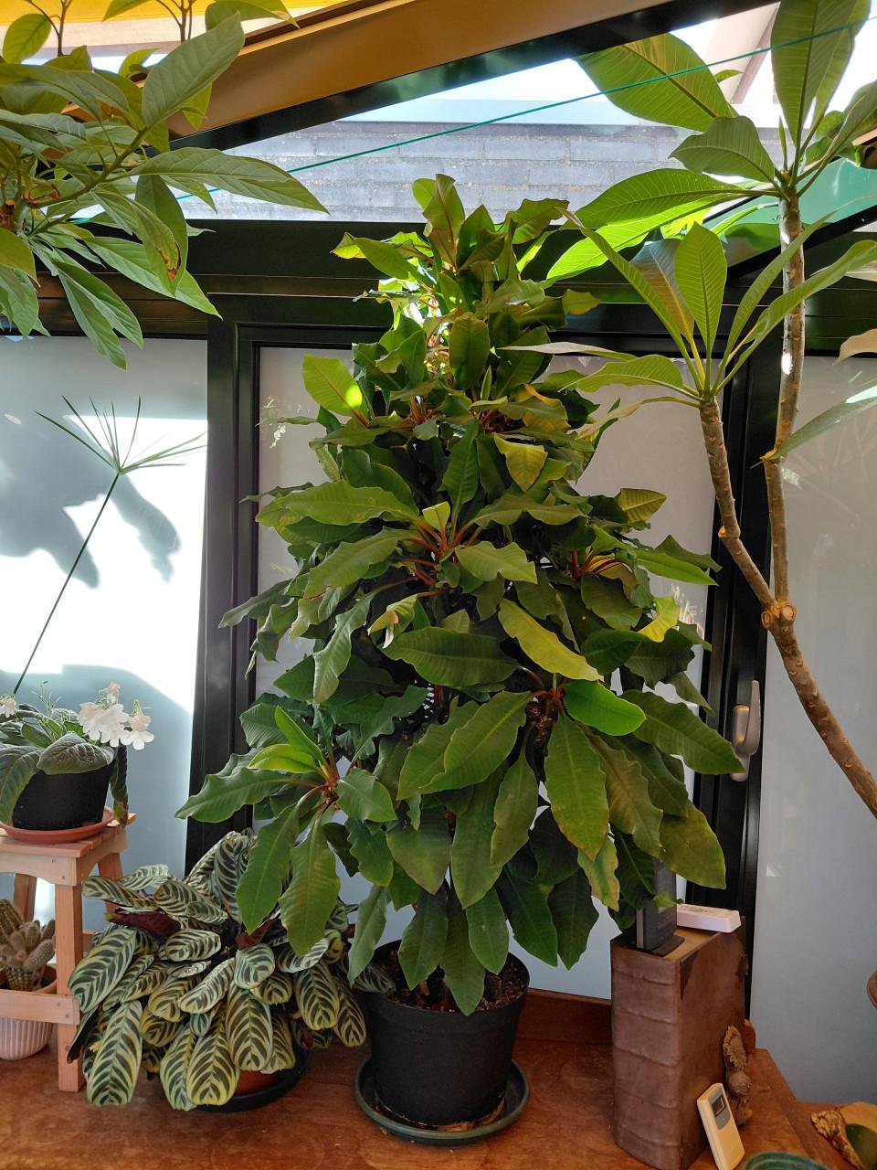 Prachtige grote Euphorbia. mooie dichte bladplant voor binnen. 120 cm hoog