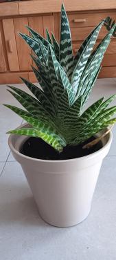 MOOIE VETPLANT incl. BLOEMPOT