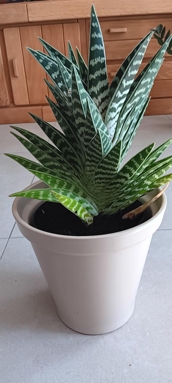 MOOIE VETPLANT incl. BLOEMPOT