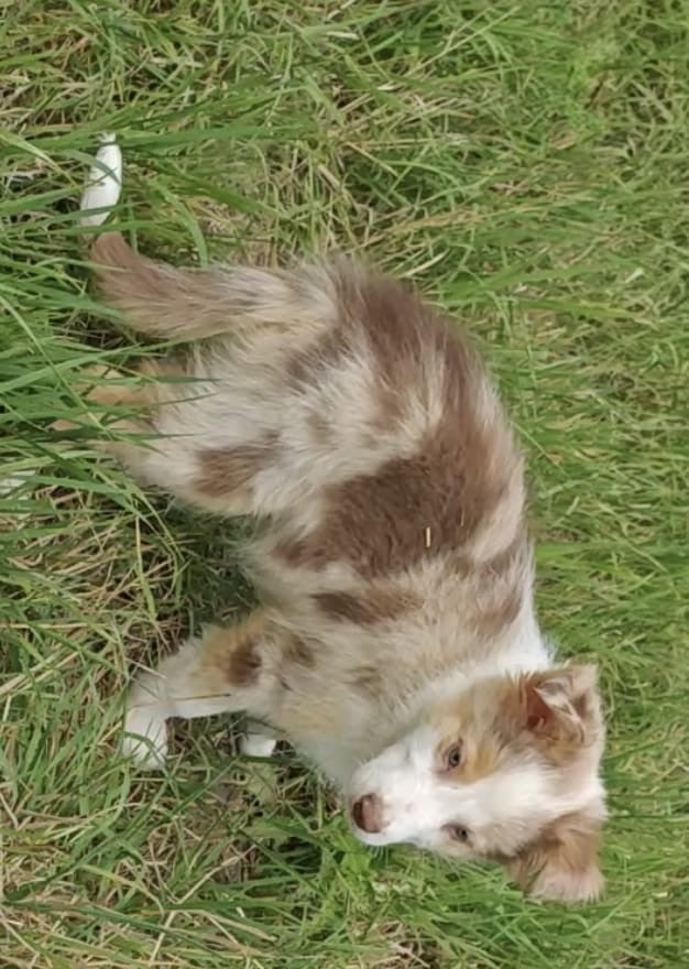 Border collie pups