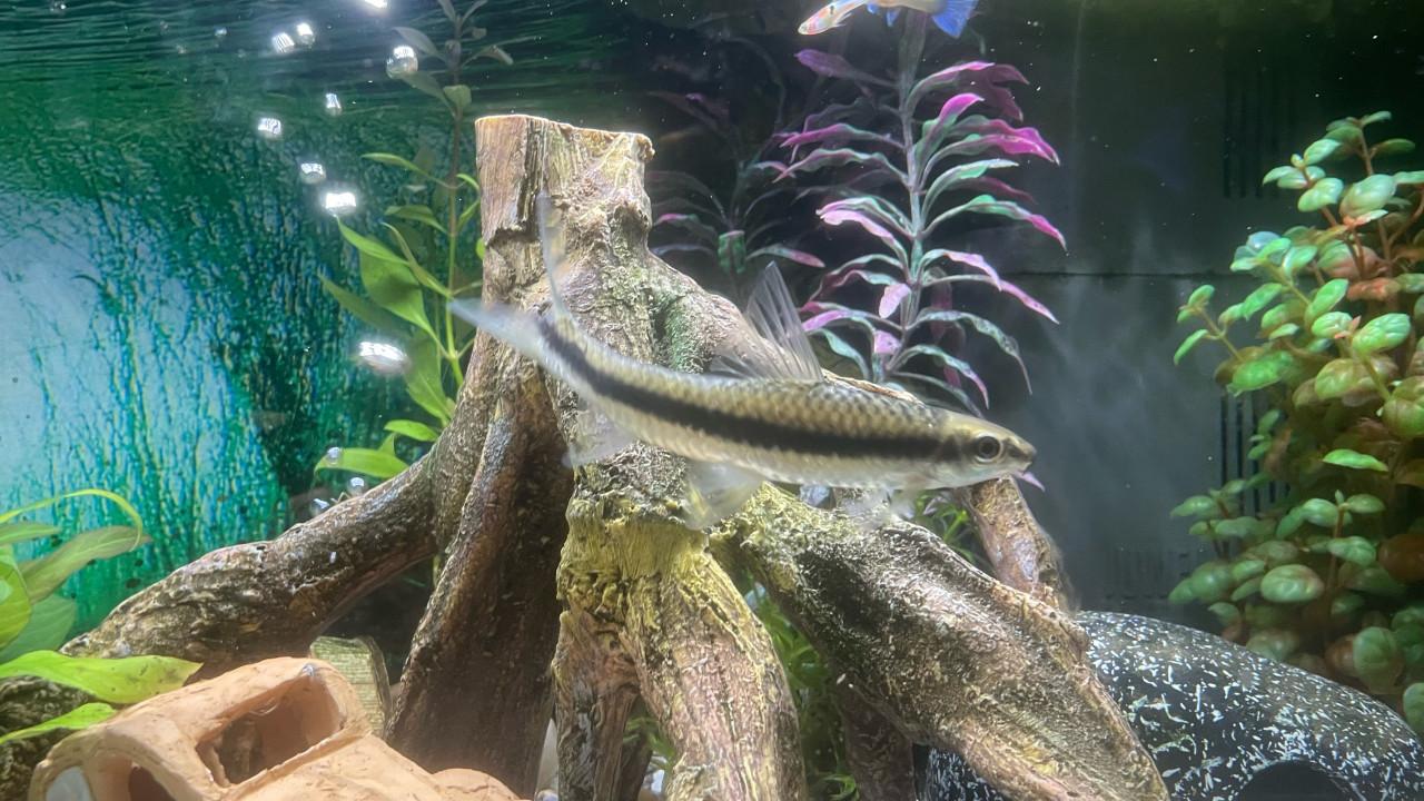 Siamese algeneter plm 10cm