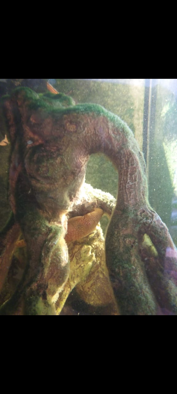 Albino plecostomus