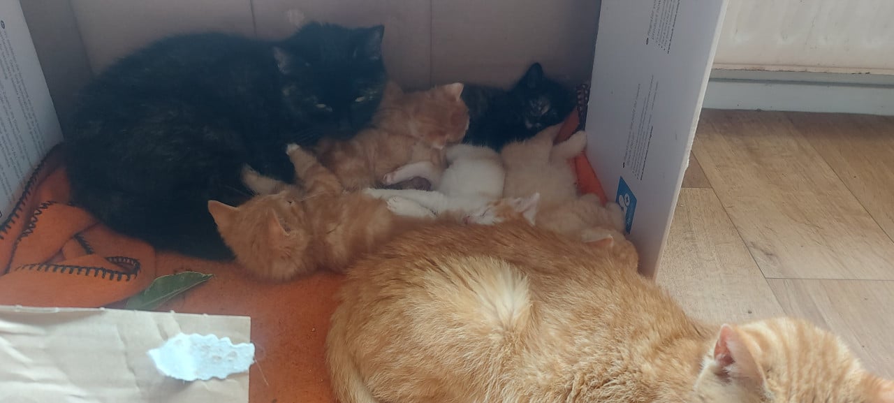 Nestje kittens