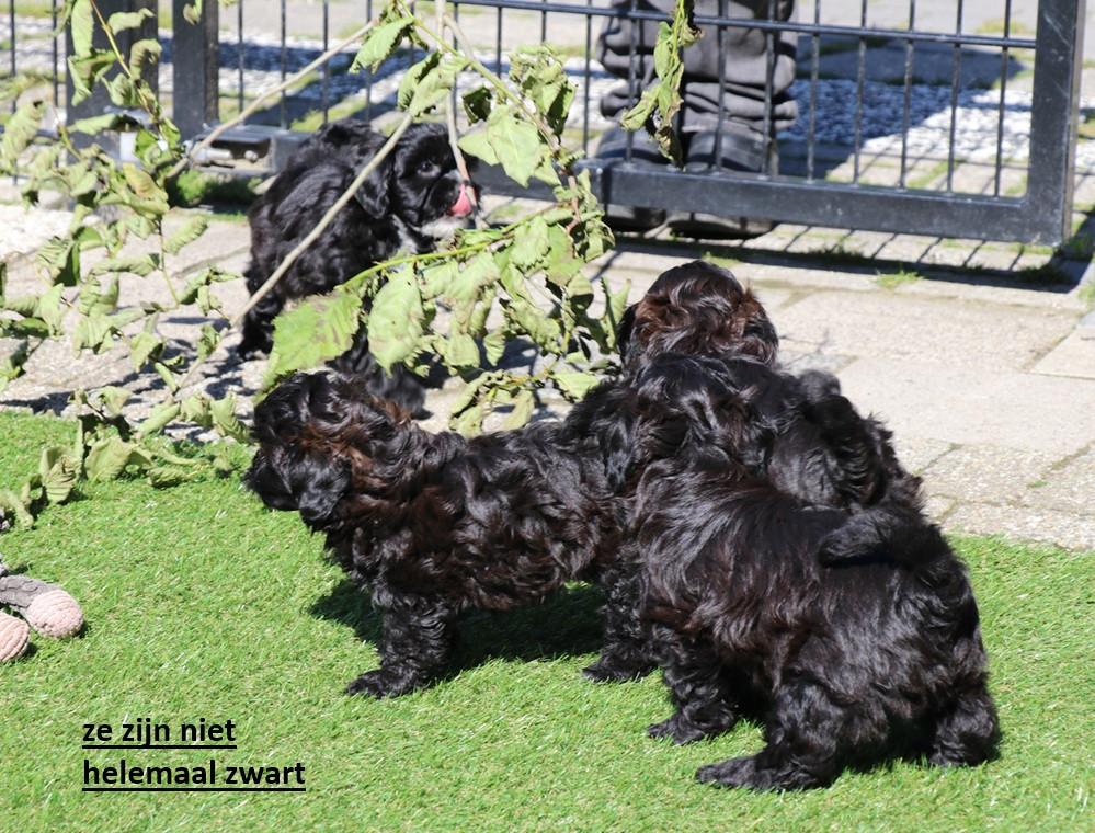 Shihpoo pups mogen het nestje verlaten