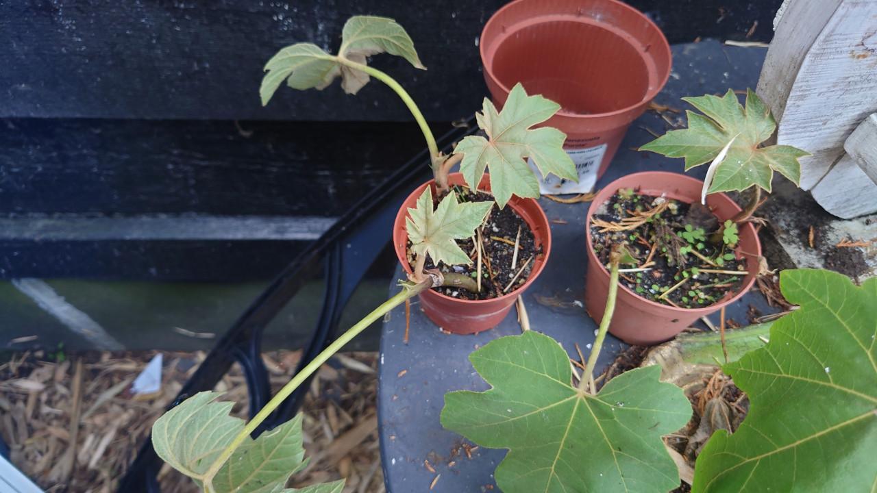 Rijstpapier plant of Papyrifer Tetrapanax stekjes