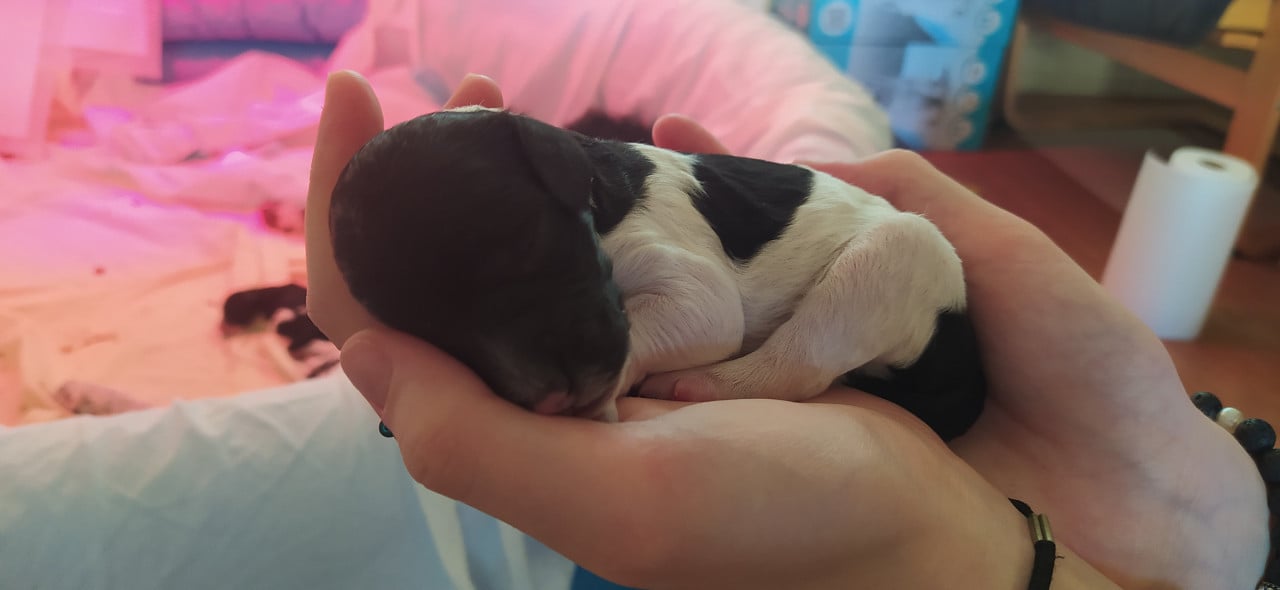 Koningspoedel pups in werpkist