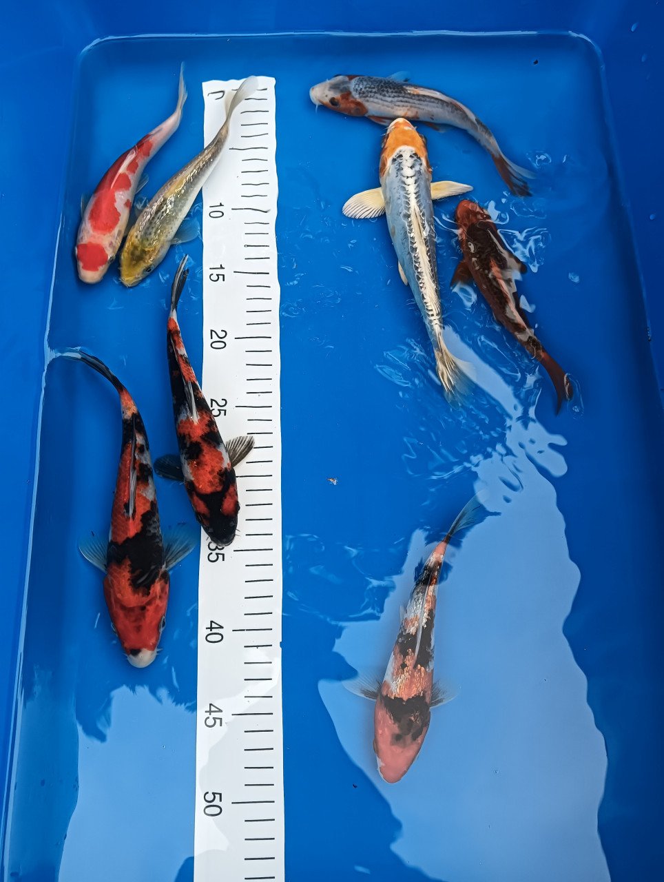 Japanse koi tosai