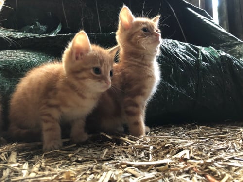 Boerderij kittens