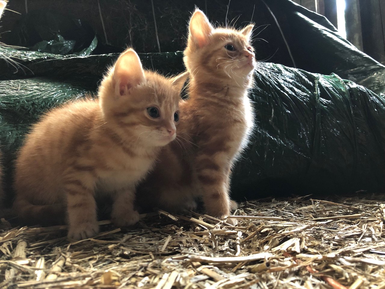 Boerderij kittens