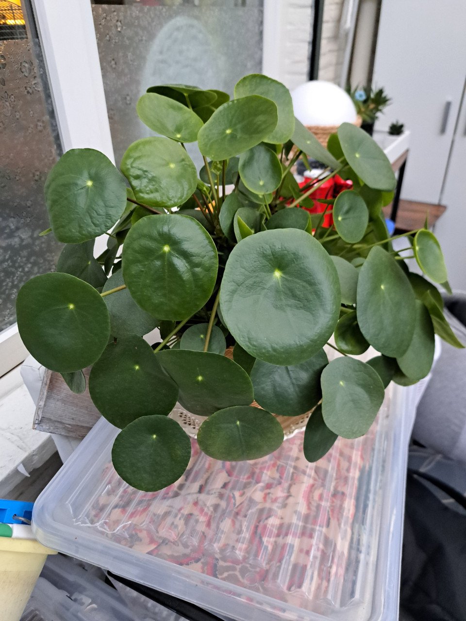 Pannekoekplant
