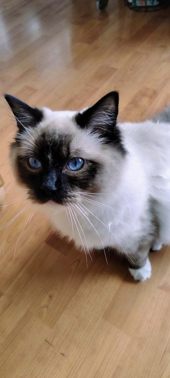 Vermist Noesje onze lieve kater