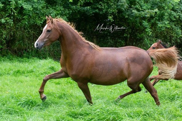 Ter dekking Welsh B hengst