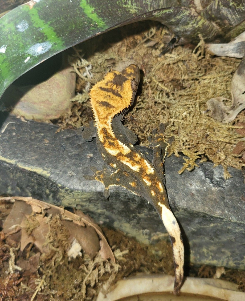 Wimpergekko