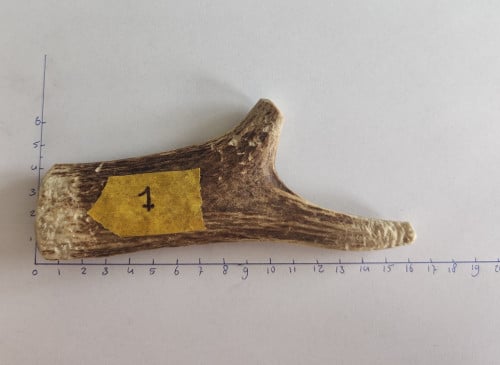 Kauwsnack hertengewei hond