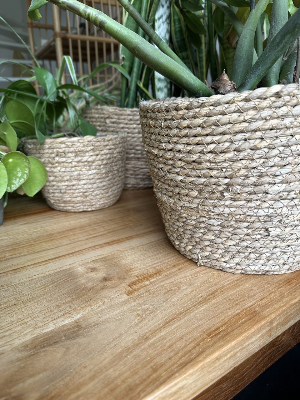 Kamerplanten incl pot