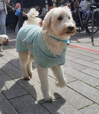 Honden modeshow in Sluis