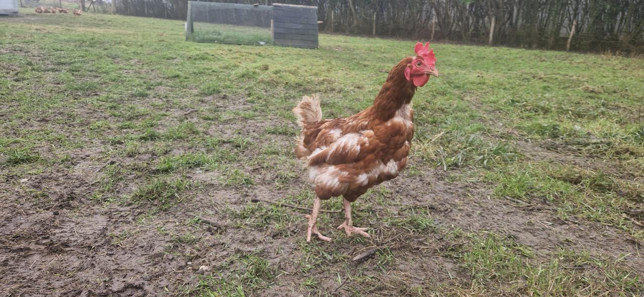 Bruine legkippen biologisch