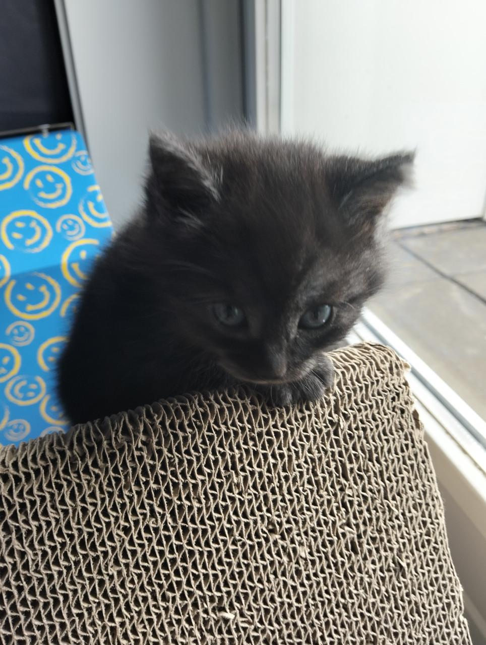 Kitten
