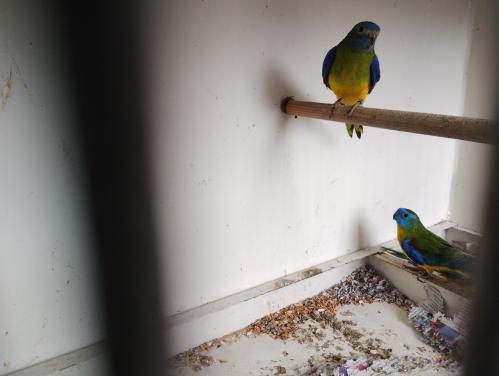 Te koop turquoisine parkieten