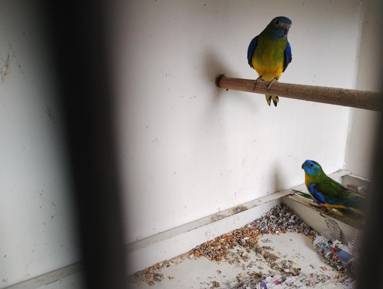 Te koop turquoisine parkieten