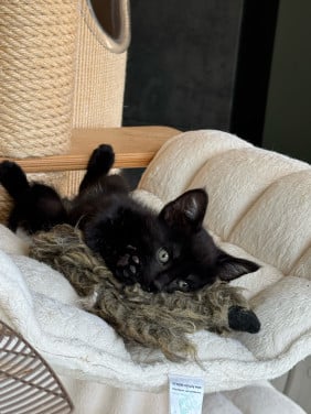 Zwart katertje 8 weken