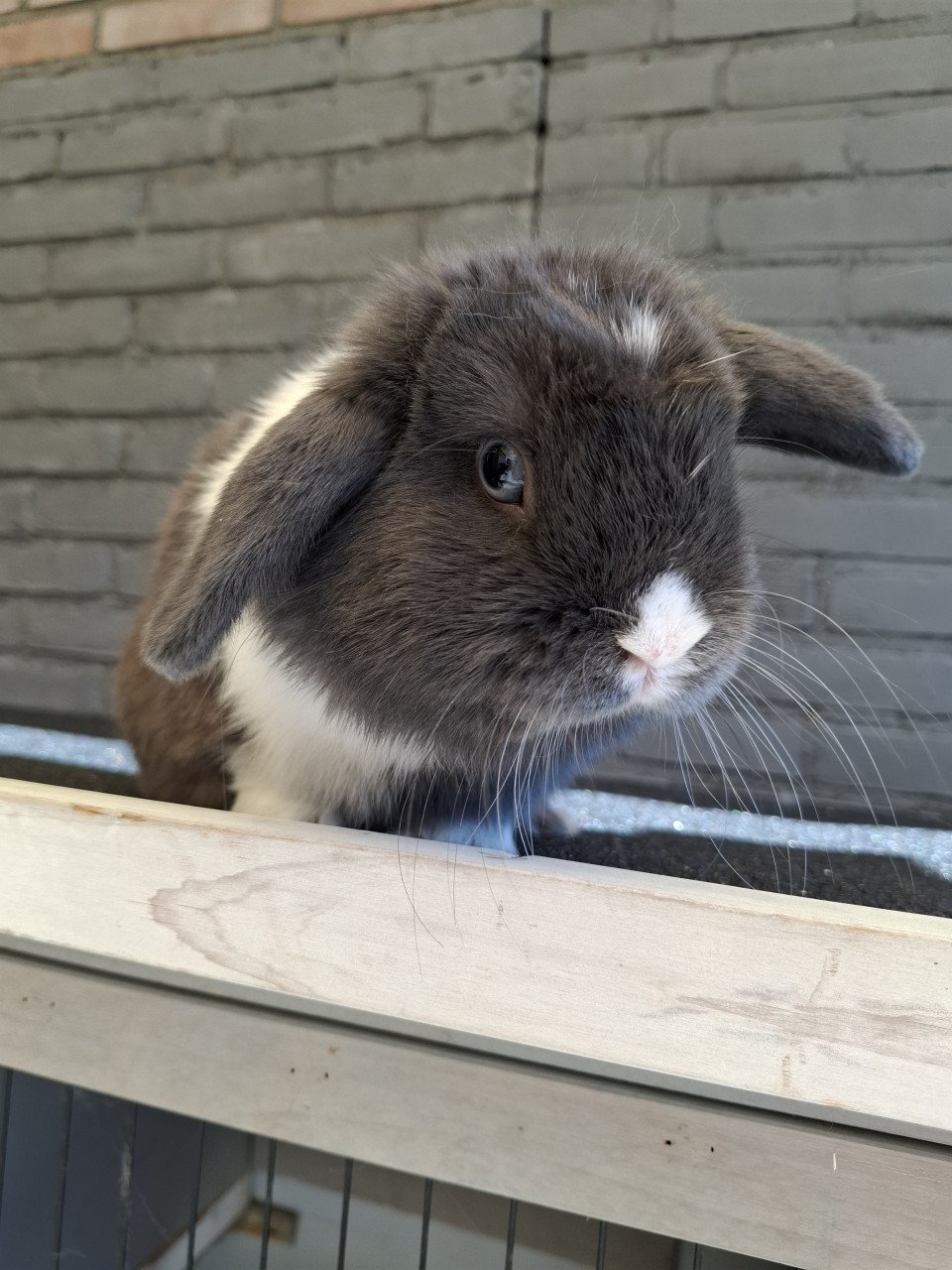 Lief klein minilop konijntje