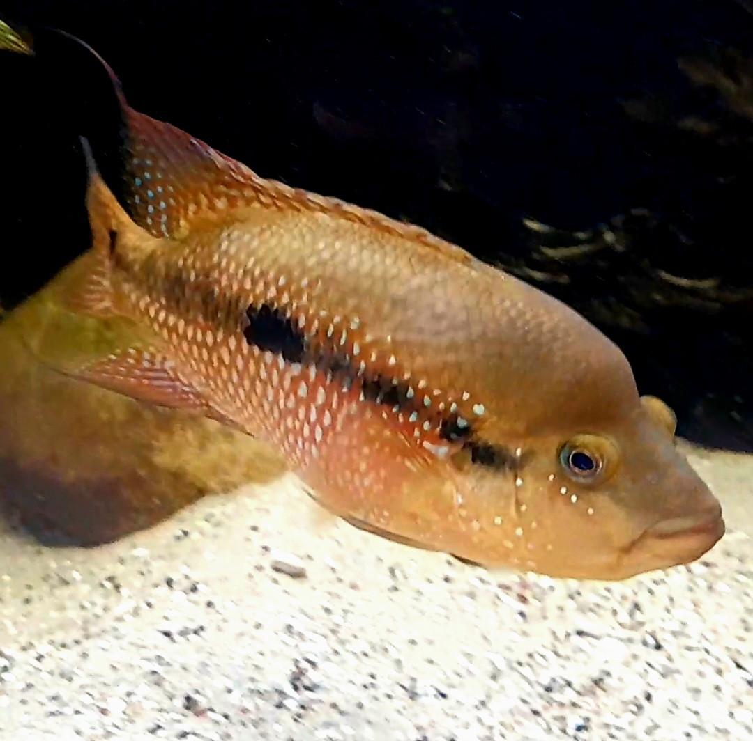 Aquariumvissen trio Istlanum