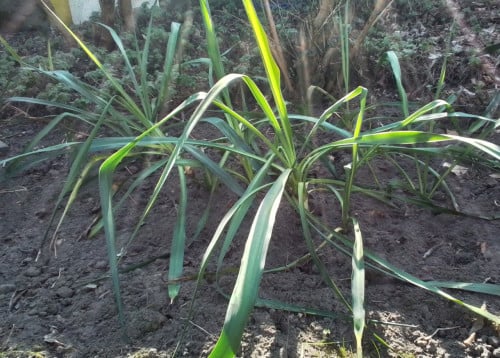 Palmlelie (Yucca flaccida)