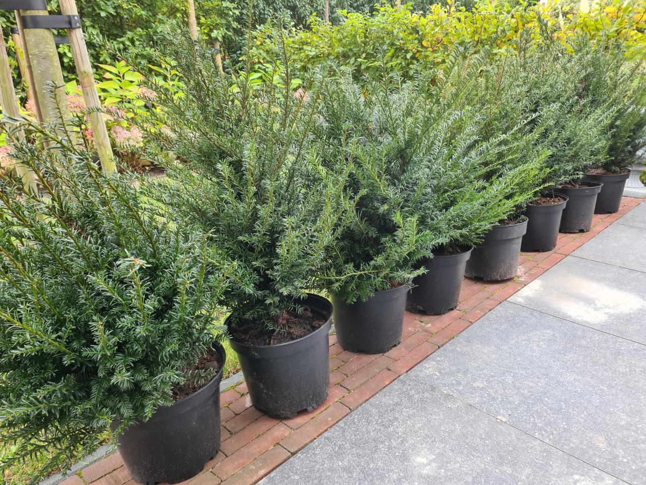 Taxus Baccata haagplanten in alle maten leverbaar