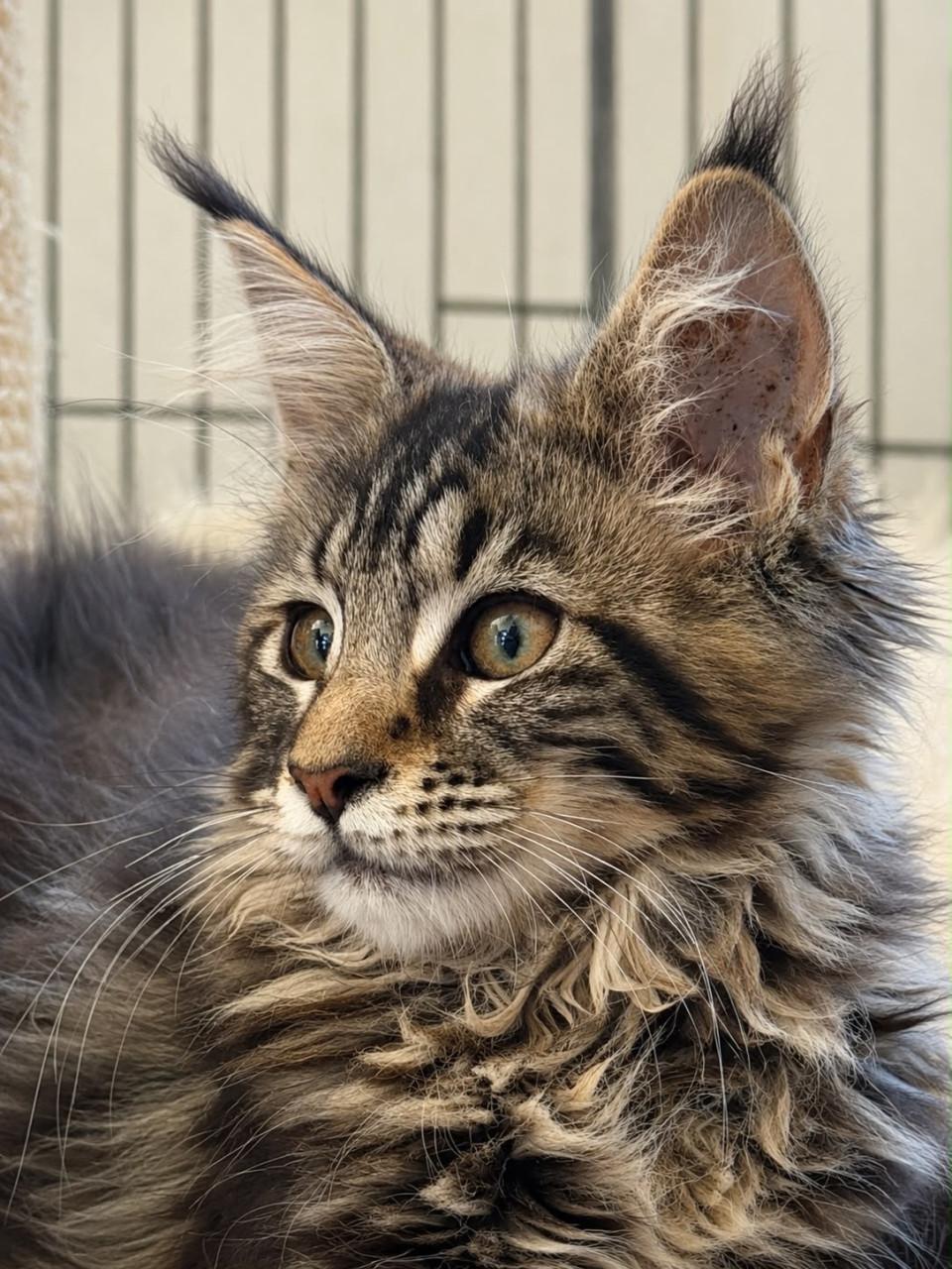 Maine Coon kittens