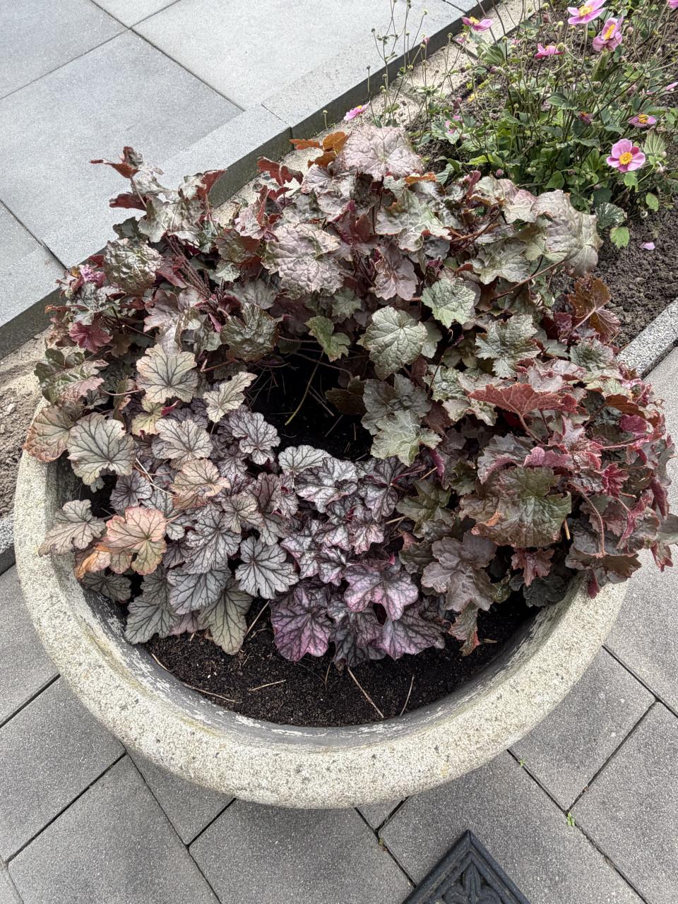 Vintage plantenschaal beton Ø 70cm