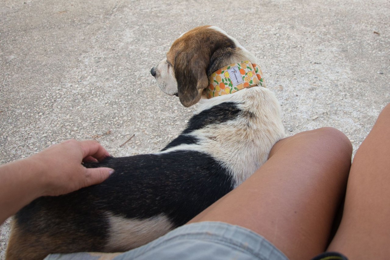 Superlieve Beagle Betsy zoekt een heel lief baasje!