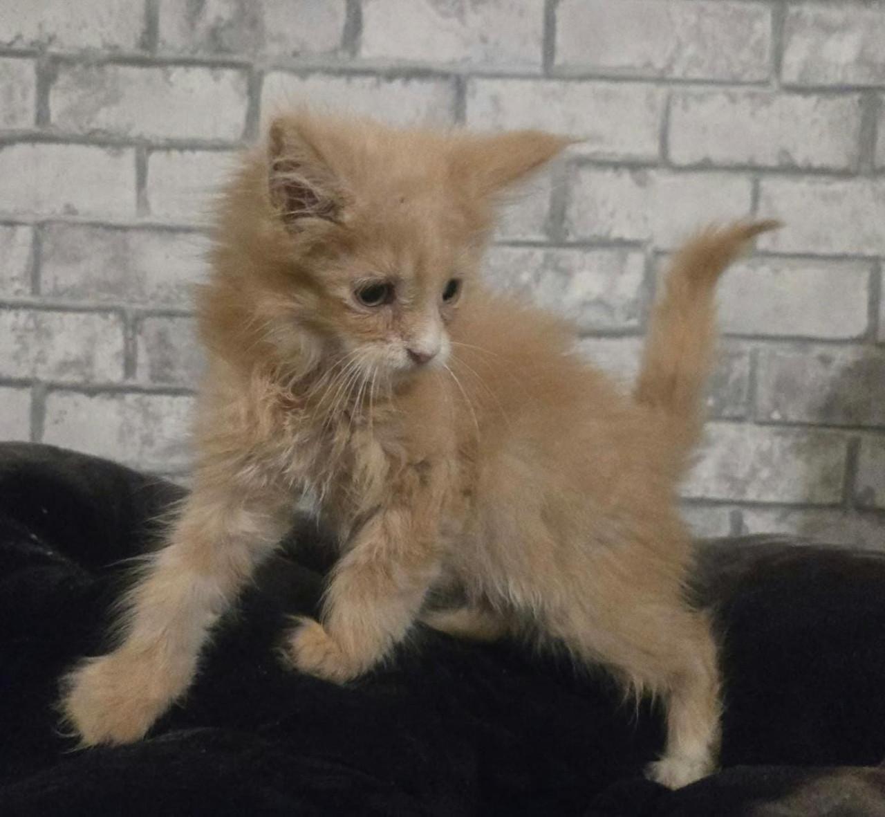 Volbloed maine coon kittens