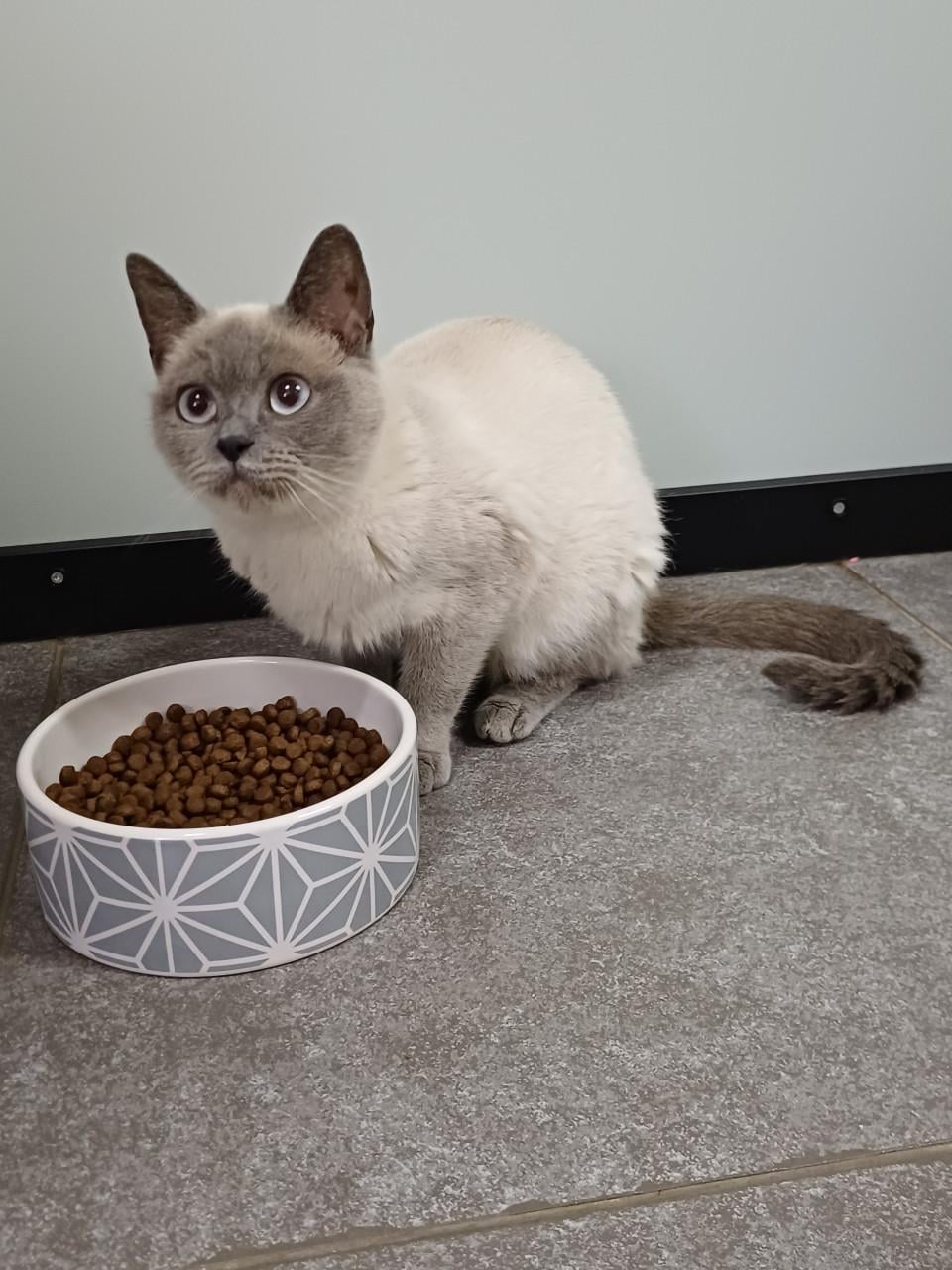We zoeken voor onze 2 lieve Brits Korthaar poezen een nieuw huisje.