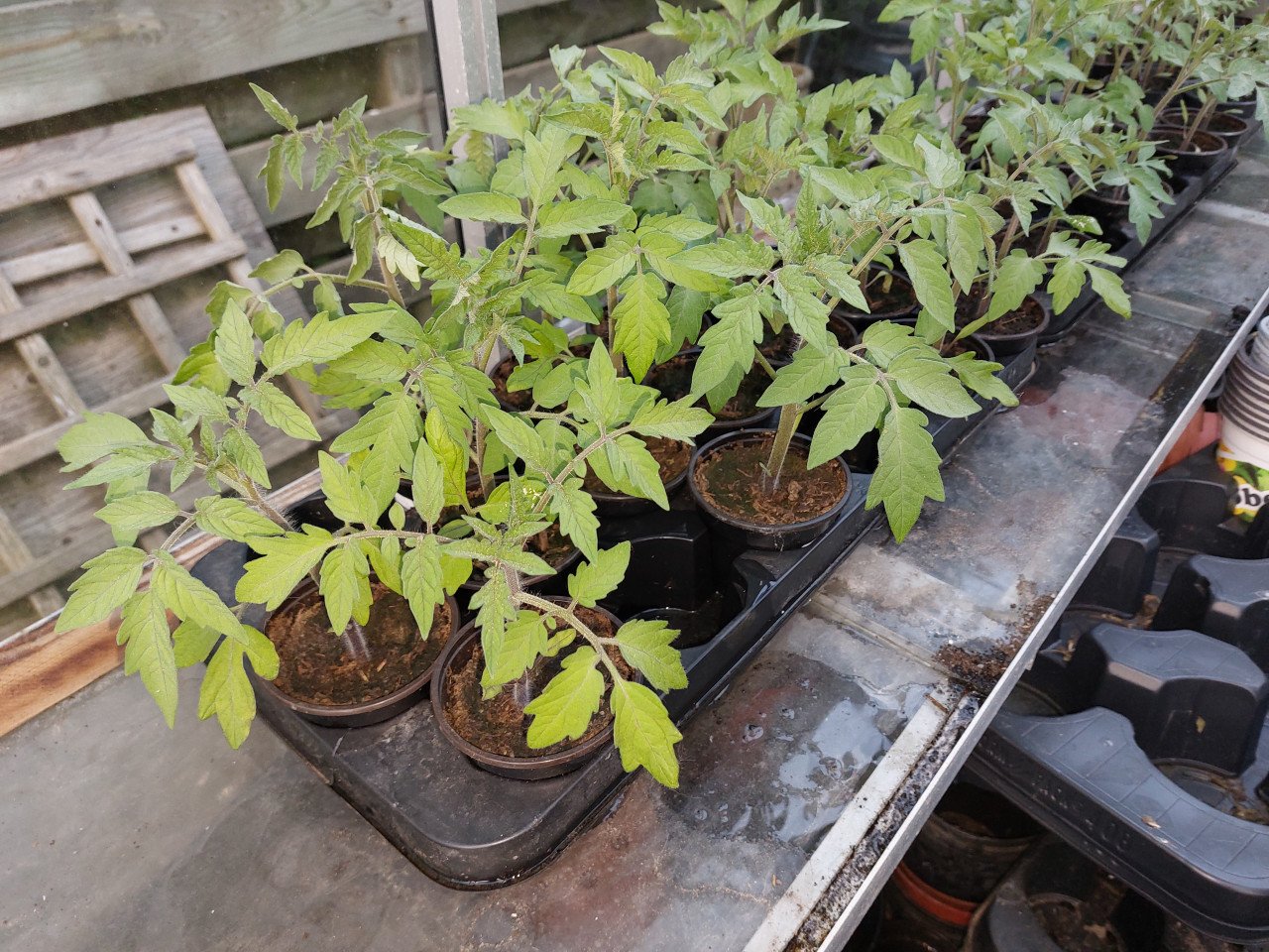 Tomatenplanten