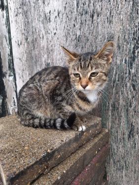 Aanhankelijke Kitten