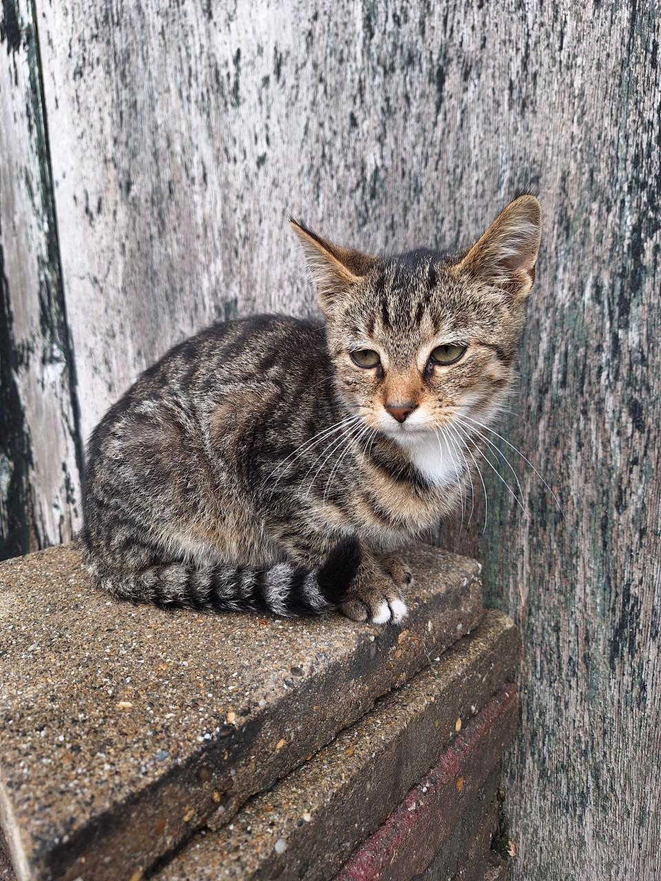 Aanhankelijke Kitten