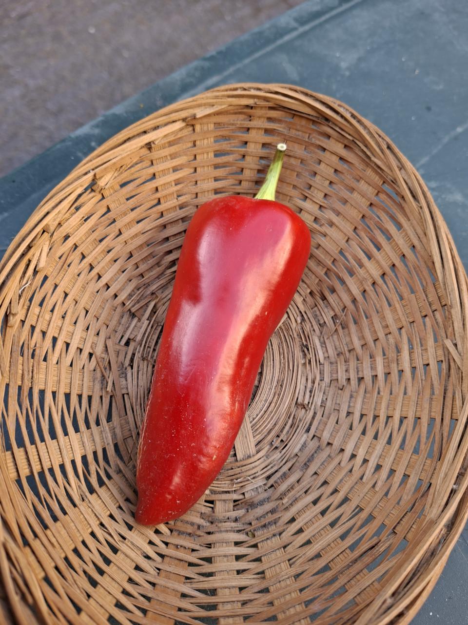 Moestuin zaden