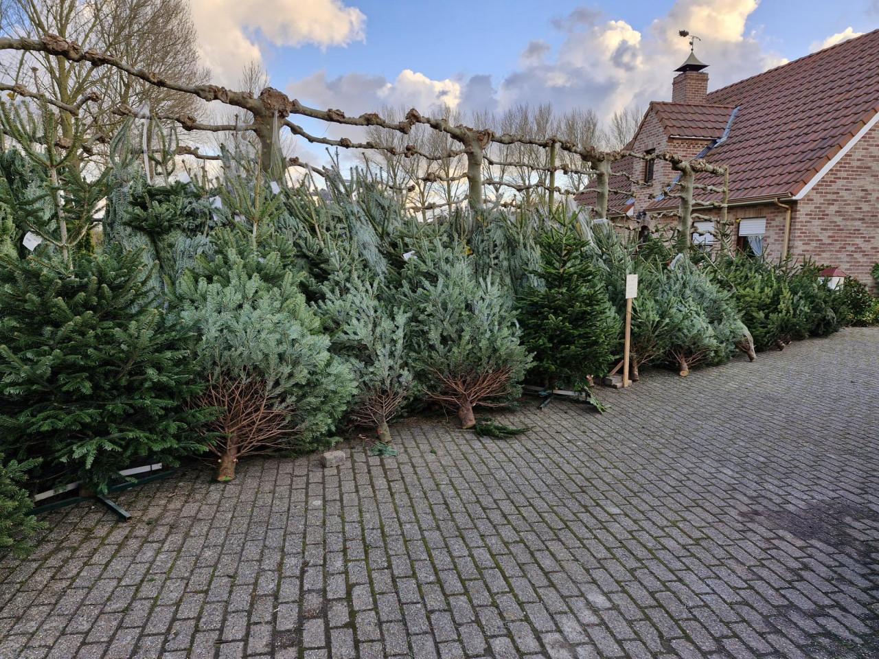 Kerstbomen van af zaterdag 22 November