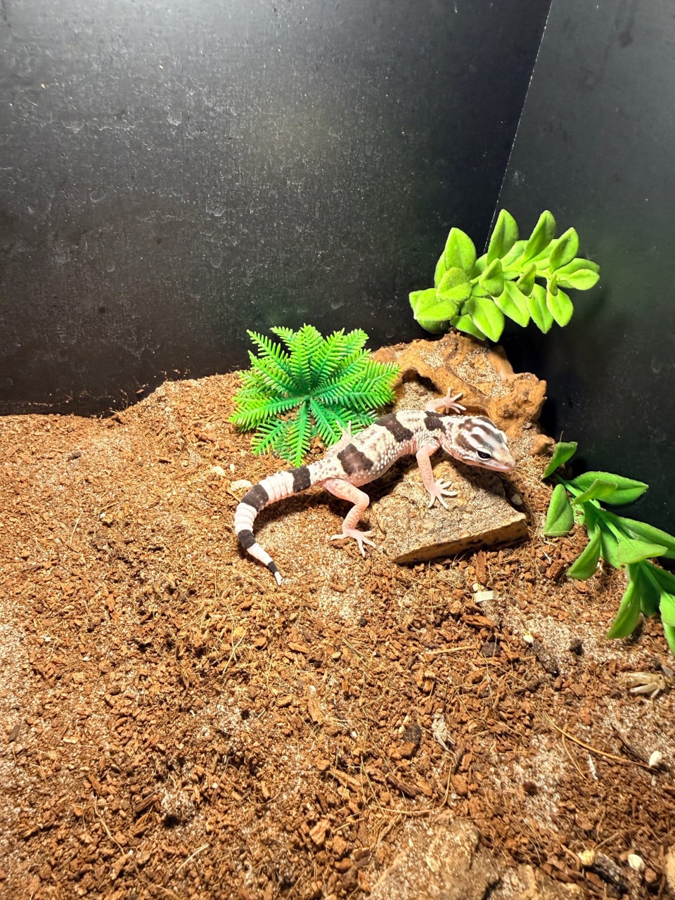 Iranian Giant Luipaardgekko