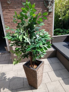 FICUS BOOM