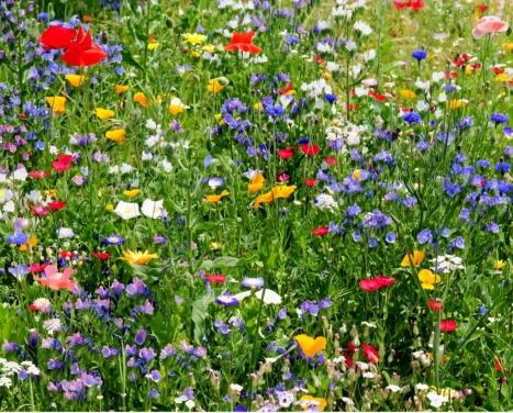 Inheemse Bloemenmix Vlinders & Bijen 5gr   Zaaien: Mrt-Jun  5 gr