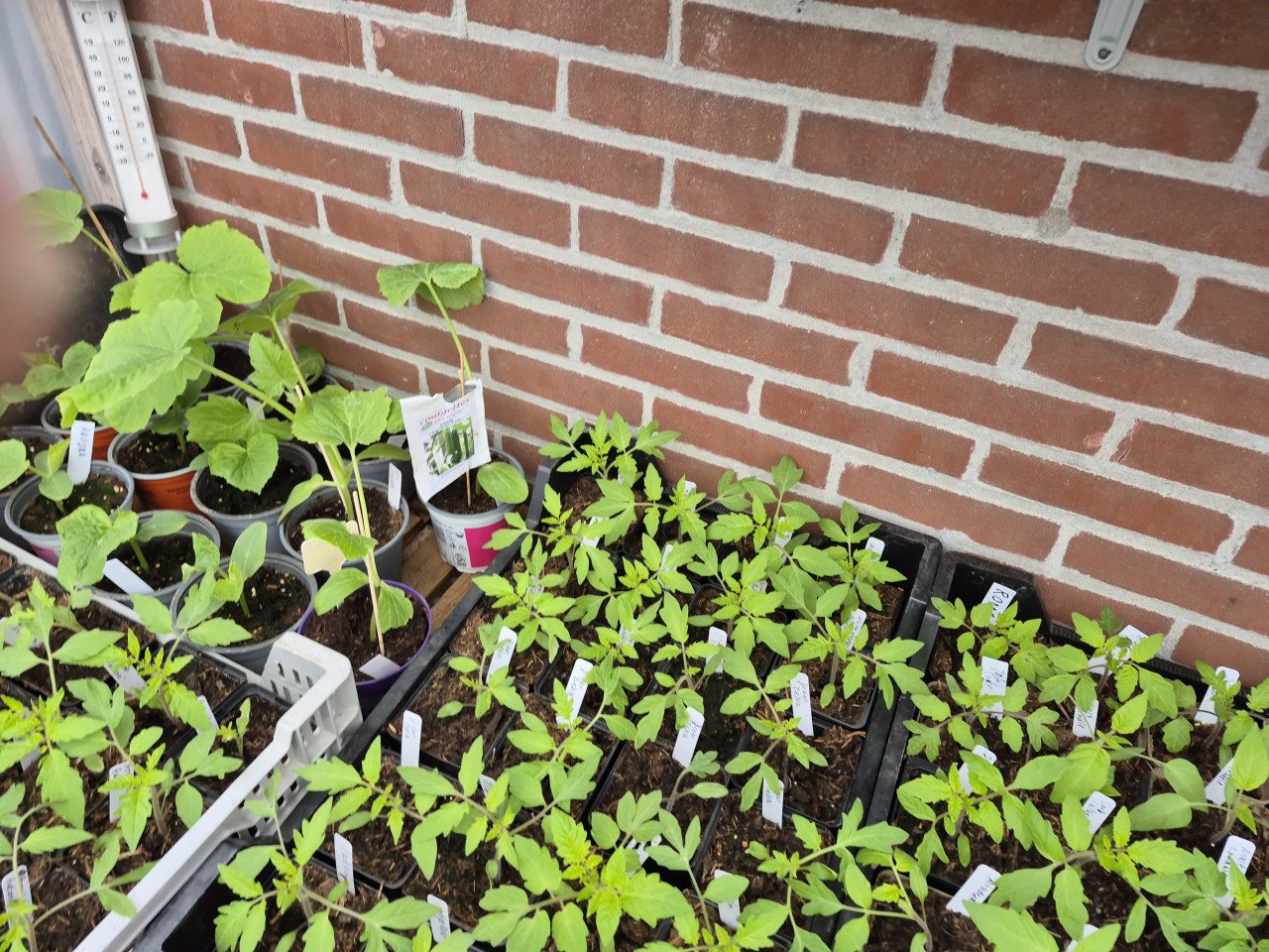 Tomatenplantjes