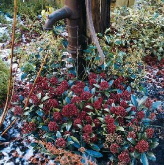Tuinonderhoud in de winter: snoeien, terras reinigen, reparatiewerk, etc.