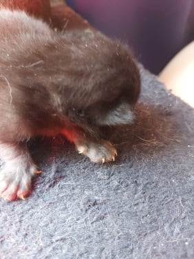 4 kittens 50 euro per kitten