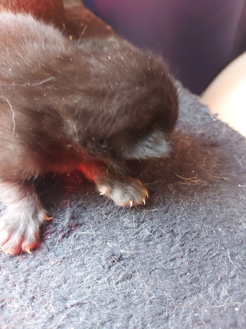 4 kittens 50 euro per kitten