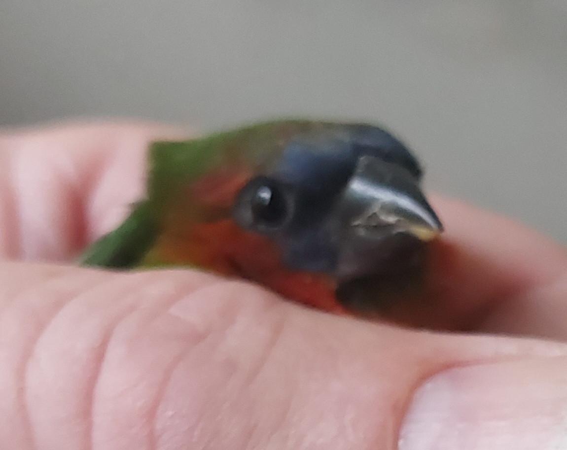 Bastaard driekleurpapegaaiamadine- roodkoppapegaaiamadine