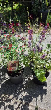 Salvia microphylla Hot Lips