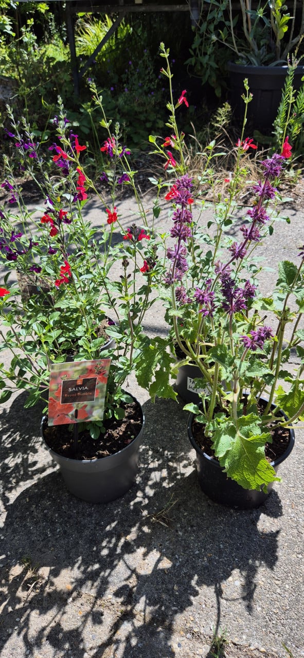 Salvia microphylla Hot Lips